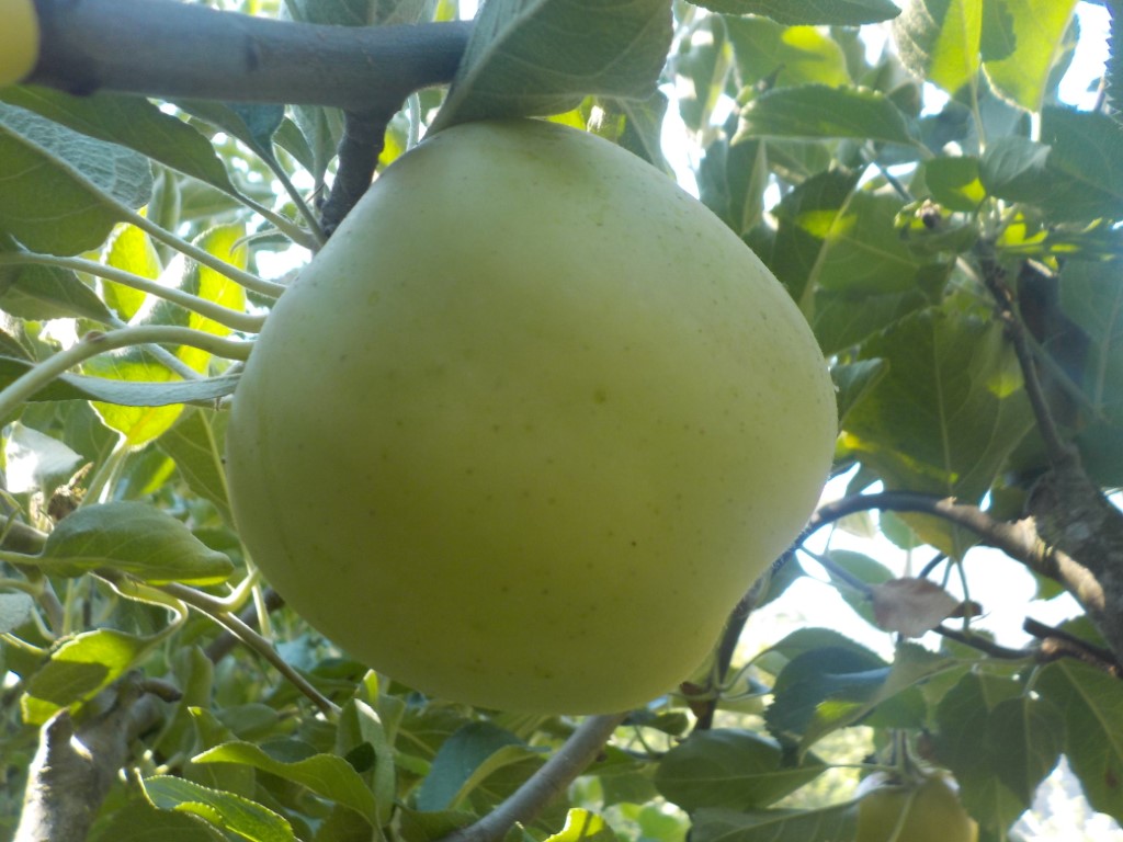 images/stories/virtuemart/product/May Princess